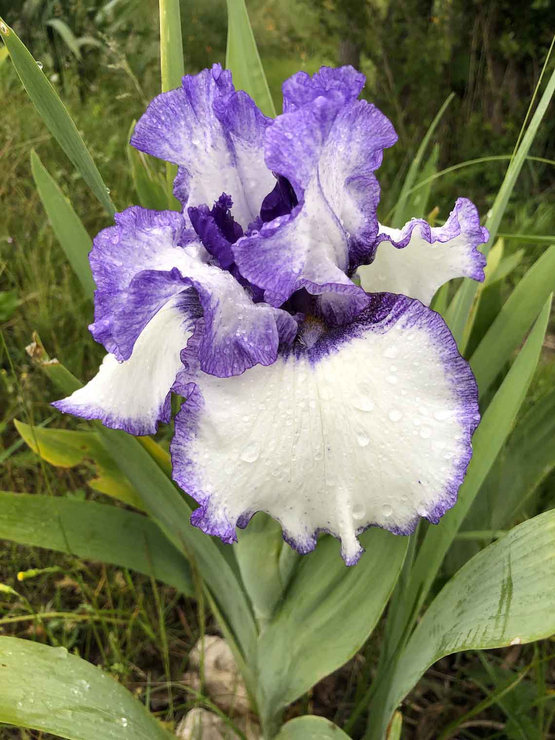 violetbiscolore